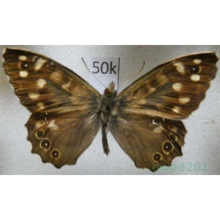 Pararge aegeria (Linnaeus, 1758) male Osadnik egeria Czech50k